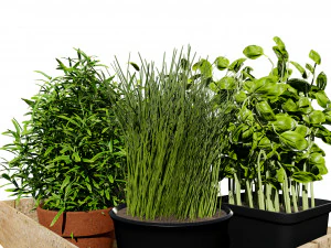 Rustic Herb Pot Plants 3D Model