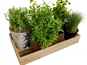 Rustic Herb Pot Plants 3D Model