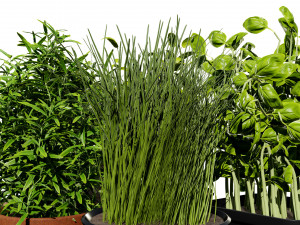 Rustic Herb Pot Plants 3D Model