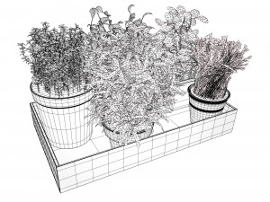 Rustic Herb Pot Plants 3D Model