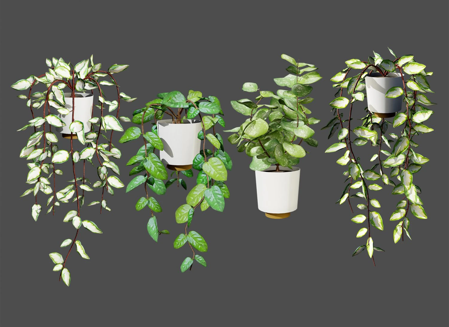 Hoya Potted Plants 3D Model .c4d .max .obj .3ds .fbx .stl .blend