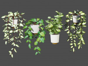 Hoya Potted Plants Modello 3D