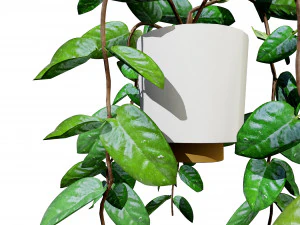 Hoya Potted Plants 3D Model