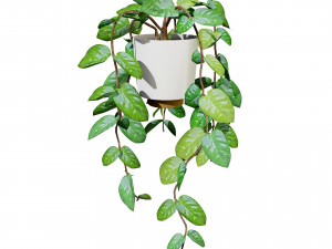 Hoya Potted Plants 3D 모델