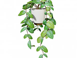 Hoya Potted Plants 3D Model