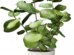 Hoya Potted Plants 3D 모델