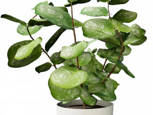 Hoya Potted Plants 3D Model