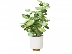 Hoya Potted Plants 3D Model