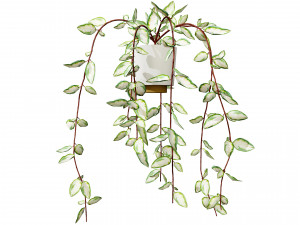 Hoya Potted Plants 3D 모델