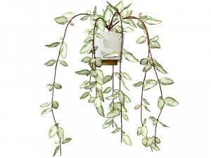 Hoya Potted Plants 3D Model