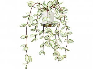 Hoya Potted Plants 3D Model
