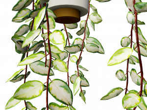 Hoya Potted Plants 3D 모델