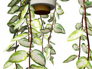 Hoya Potted Plants 3D Model