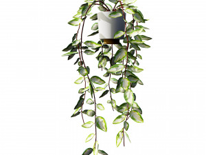 Hoya Potted Plants 3D 모델
