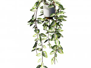 Hoya Potted Plants 3D Model