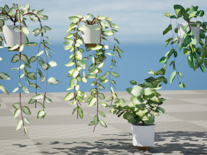 Hoya Potted Plants 3D 모델