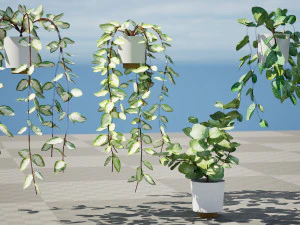 Hoya Potted Plants 3D Model