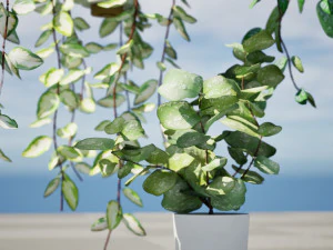 Hoya Potted Plants 3D Model
