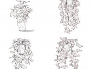 Hoya Potted Plants 3D 모델