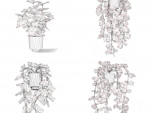 Hoya Potted Plants 3D Model