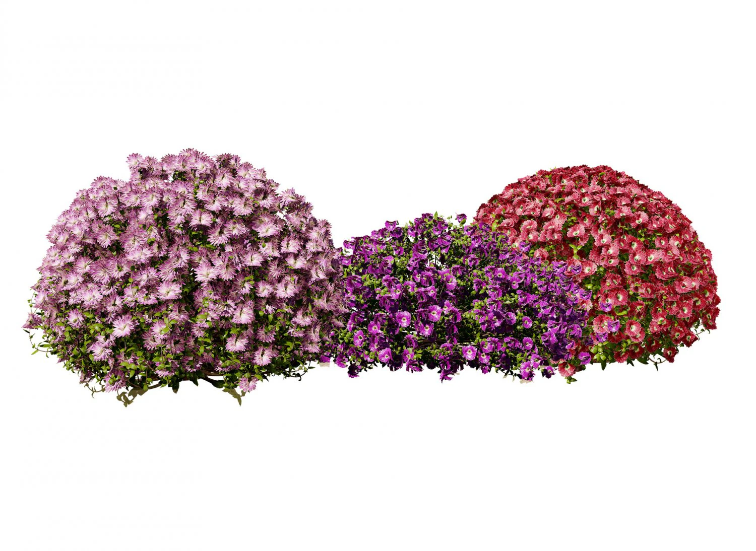 Aster flowering shrubs 3D Model .c4d .max .obj .3ds .fbx .stl .blend 