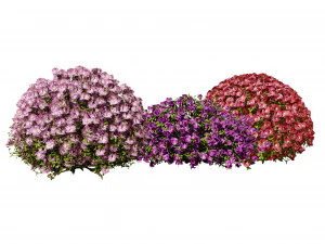 Semak berbunga aster Model 3D