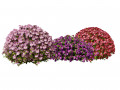 Aster flowering shrubs Model 3D