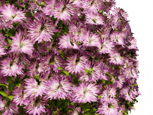 Aster flowering shrubs 3Dモデル