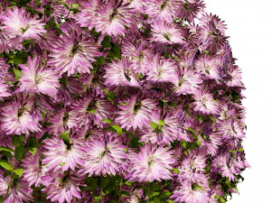 Aster flowering shrubs 3D Model