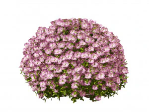 Aster flowering shrubs 3D Model