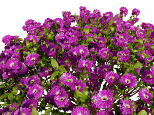 Aster flowering shrubs 3Dモデル