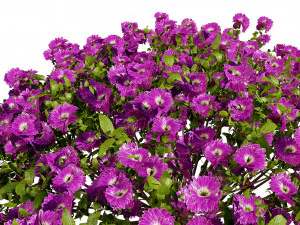 Aster flowering shrubs 3D Model