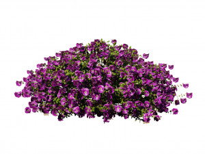 Aster flowering shrubs 3Dモデル