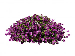 Aster flowering shrubs 3D Model