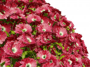 Aster flowering shrubs 3Dモデル