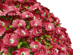 Aster flowering shrubs 3D Model