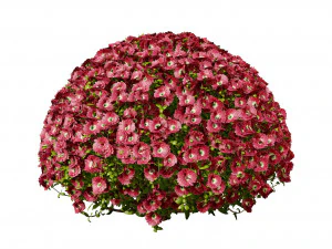 Aster flowering shrubs 3D Model