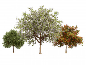 Prunus serotina trees 3D मॉडल