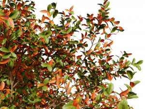 Prunus serotina trees 3D-Modell