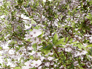 Prunus serotina trees 3D-Modell