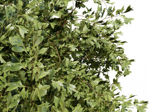 Prunus serotina trees 3D-Modell