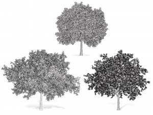 Prunus serotina trees 3D-Modell