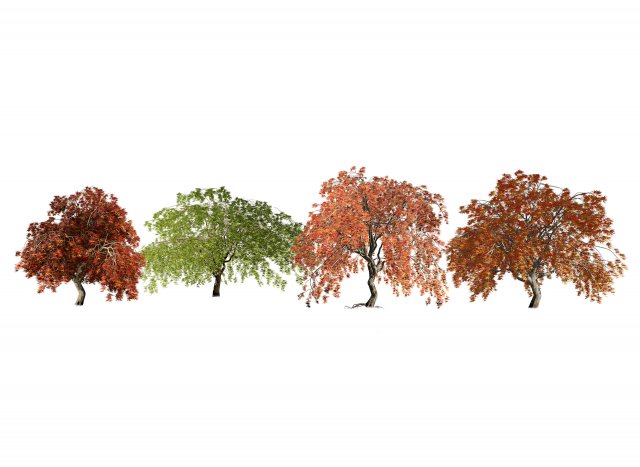 Weeping Japanese Maple Trees 3D 模型 .c4d .max .obj .3ds .fbx .stl .blend 