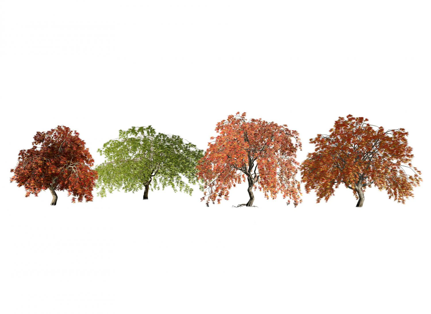 Weeping Japanese Maple Trees 3D Model .c4d .max .obj .3ds .fbx .stl .blend