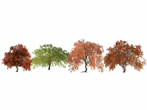 Weeping Japanese Maple Trees 3D Model