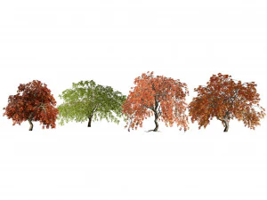 Pohon Maple Jepang Menangis Model 3D