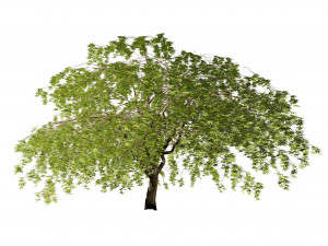 Weeping Japanese Maple Trees 3D 模型