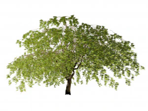 Weeping Japanese Maple Trees 3D Model