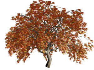 Weeping Japanese Maple Trees 3D Model