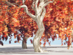 Weeping Japanese Maple Trees 3D Model